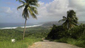 Cherry Tree Hill