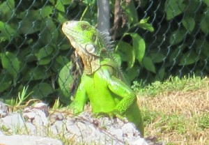 Here be dragons