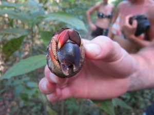 Hermit Crab circa 500 feet up Mt Taboi, Union Island