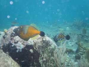 Devil's Table - Bequia