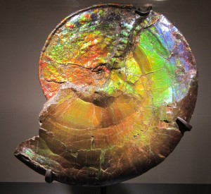 Ammonite [classed as a gem], NHM