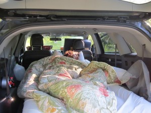 Bear-proof bed