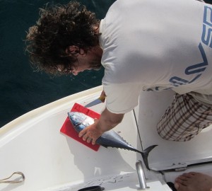 Tunny on the swim-deck