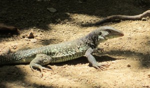 Friendly Lizard