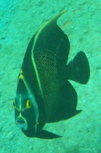 Gormless looking fish